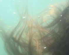 the back end of a woman's head under water