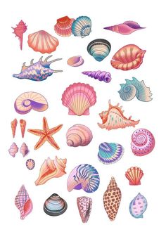 an illustration of seashells on a white background