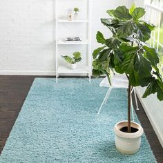 a potted plant sitting on top of a blue rug next to a white shelf