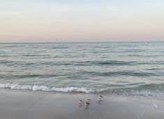 three seagulls walking on the beach with waves coming in to shore at sunset