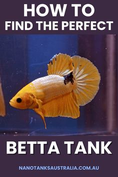 an orange betta fish with the words how to find the perfect betta tank