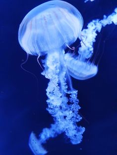 a blue jellyfish floating in the water