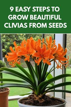 a potted plant with orange flowers in it and the words 9 easy steps to grow beautiful clivas from seeds