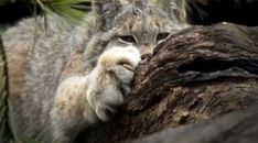 a close up of a cat on a tree branch with its paw in it's mouth