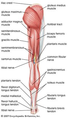 the muscles are labeled in this diagram