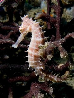 a close up of a sea horse on the ocean floor