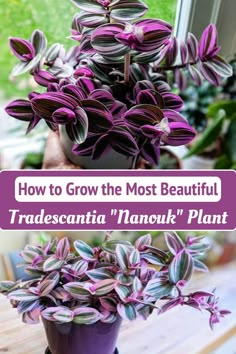 purple flowers in a pot with text overlay how to grow the most beautiful tradescantia manok plant