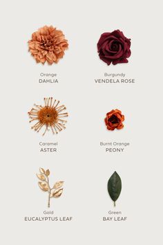 the different types of flowers and their names