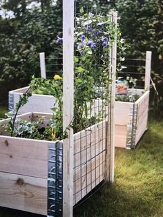 two wooden planters with plants growing in them