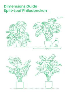 three different types of house plants are shown in the diagram, and one is labeled