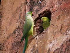 two green parrots are perched on the side of a rock wall and looking out