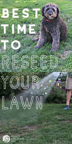 the best time to refreshed your lawn is now available for all dogs and their owners