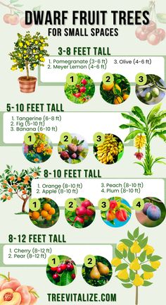 12 High Yield Dwarf Fruit Trees For Small Areas Fruit Garden Layout, Small Fruit Trees, Fruit Trees Backyard, Tangerine Tree, Espalier Fruit Trees, Trees For Front Yard, Growing Fruit Trees, Avocado Tree, Blueberry Bushes