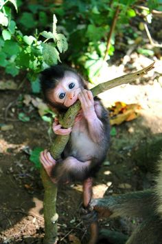 a baby monkey is holding onto a branch