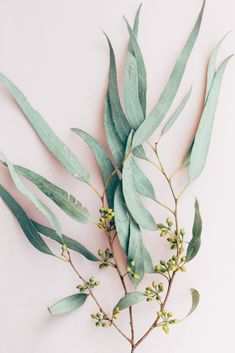 eucalyptus leaves and buds on a white background