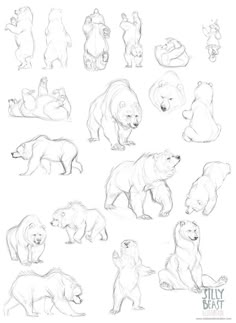 several different bears are shown in this drawing