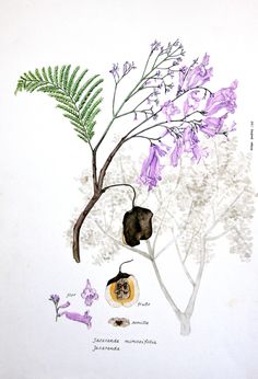 an illustration of various flowers and leaves on a white background with the words, plant life