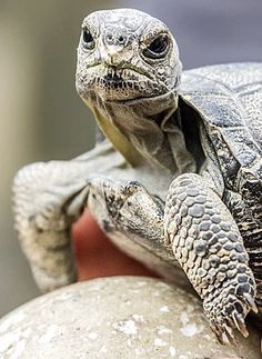 a small turtle sitting on top of a rock