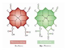 three different types of hydrogens are shown in the diagram below, each with their own name