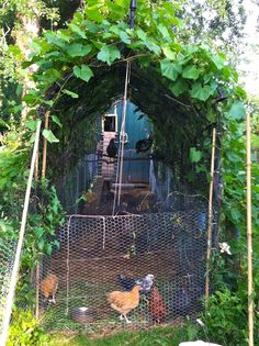 the chickens are walking through the gated area to their hens in the yard