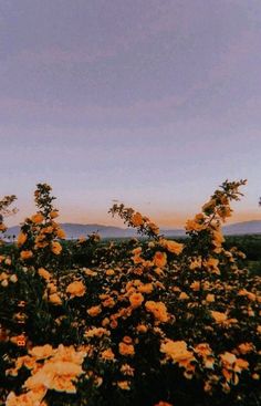 yellow flowers in the foreground with mountains in the background