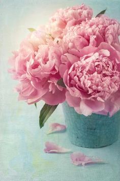 pink peonies in a blue vase with petals scattered around them on a pastel background