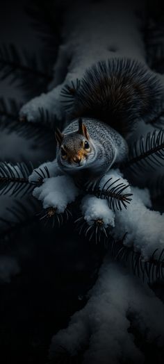 a squirrel is peeking out from behind some snow covered pine needles in the dark night