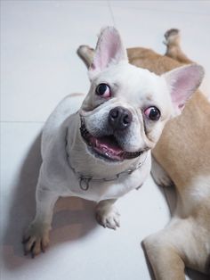 a small white dog laying on top of a floor next to a brown and white dog