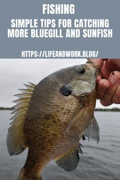 a person holding a fish with the words fishing simple tips for catching more bluebell and sunfish