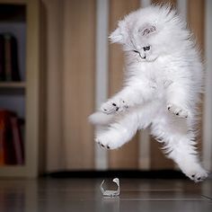 a white kitten jumping up into the air