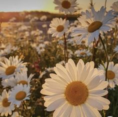 a field full of white daisies with the sun in the background