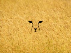 an animal's face is seen through the tall grass