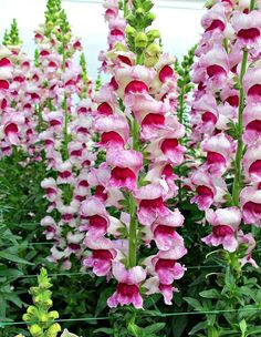 pink and white flowers growing in a garden