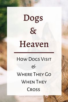 a dog sitting in front of a window with the words dogs and heaven above it