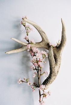 an antler with pink flowers on it and the words lily potter next to it