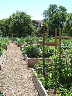 an outdoor garden with lots of plants growing in it