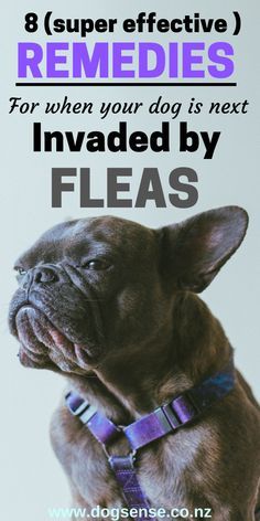 a brown dog wearing a purple collar with the words 8 super effective remedies for when your dog is next involved by fleas