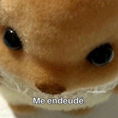 a close up of a stuffed animal with the caption me endedue