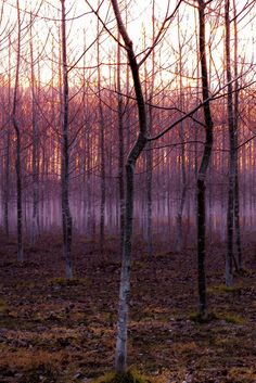 trees in the woods with no leaves on them at sunrise or sunset hours are starting to change