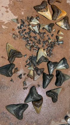 several different types of animal bones on the ground next to some rocks and gravel with holes in them