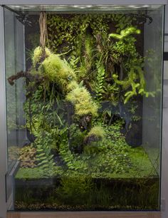 an aquarium filled with green plants and moss