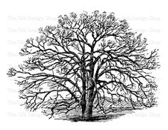 a black and white drawing of a tree with no leaves on the branches, vintage line drawing or engraving illustration