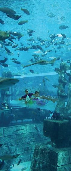 an aquarium filled with lots of fish and people laying on their stomachs in the water