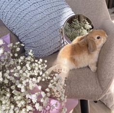 a small rabbit sitting on top of a chair next to a pillow and flower pot