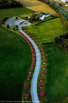 an aerial view of a winding road with pink flowers on the side and green fields in the background