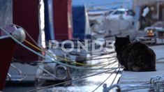 One Eye Cat near the Fishing Boats Stock Footage #AD ,#Fishing#Cat#Footage#Eye