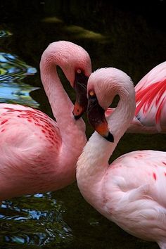 two pink flamingos standing next to each other in the water with their necks touching