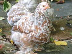 two white and brown chickens standing next to each other on the ground in front of leaves