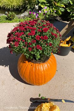 a pumpkin planter filled with red flowers sitting on the ground next to other plants