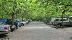 there are many cars parked on the side of the street in front of some trees